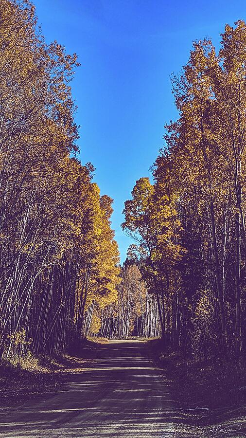 Magic Forest